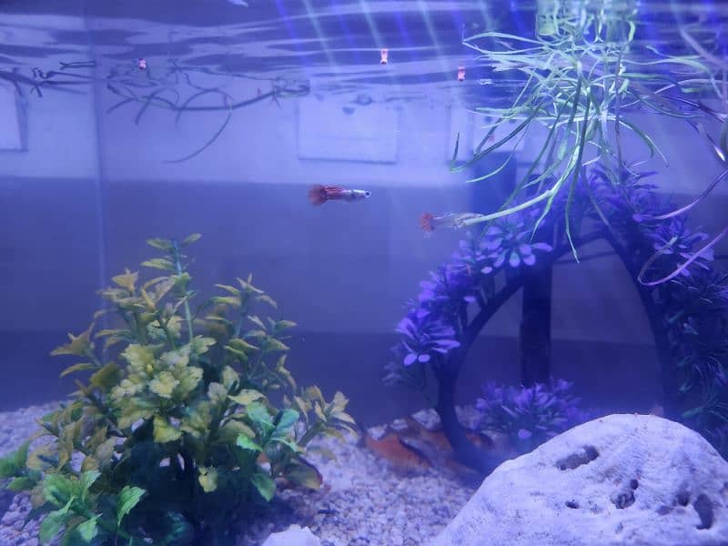 Fishes with aquarium 14