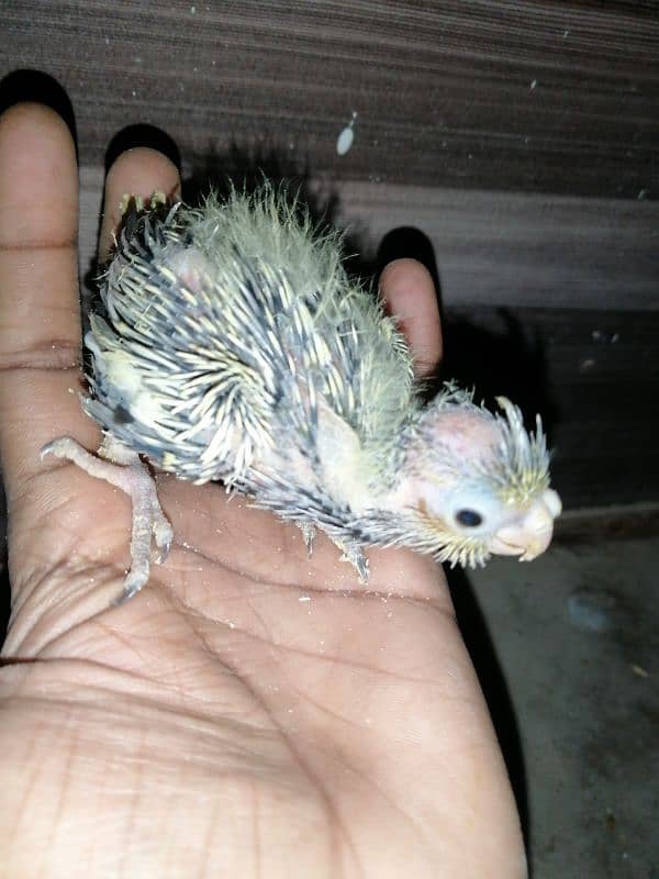 cockatiel chicks 1200 0