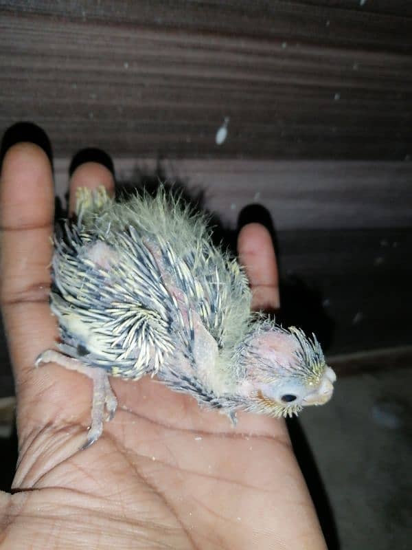 cockatiel chicks 1200 2