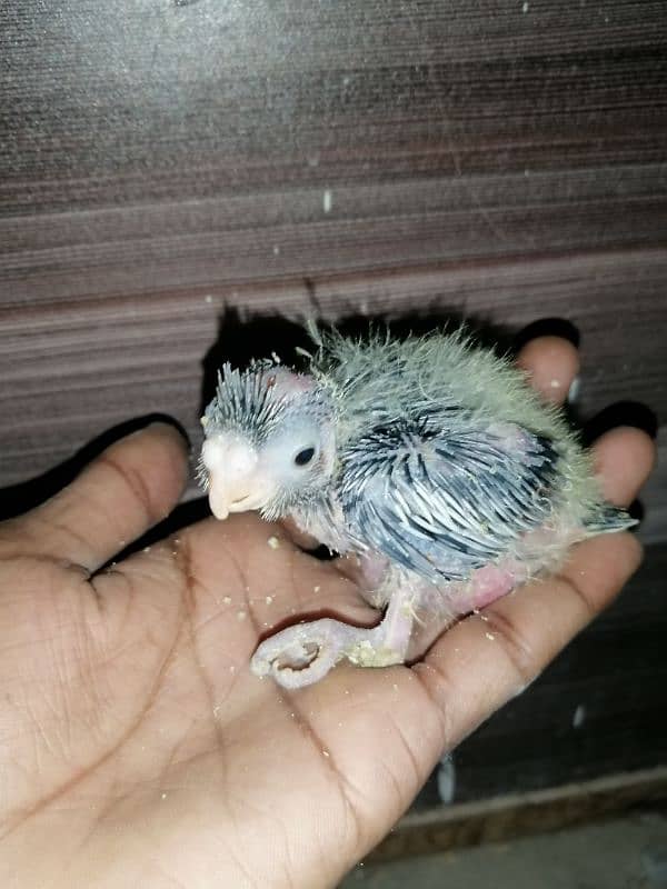 cockatiel chicks 1200 7