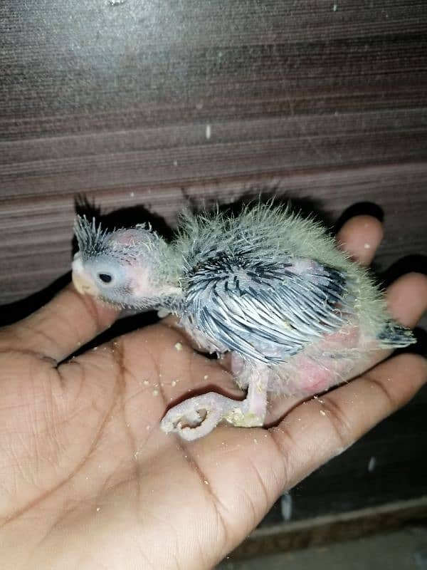 cockatiel chicks 1200 8