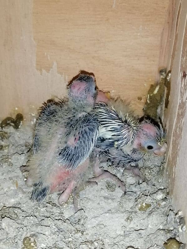 cockatiel chicks 1200 9