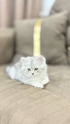 cat for sale.  persian cat