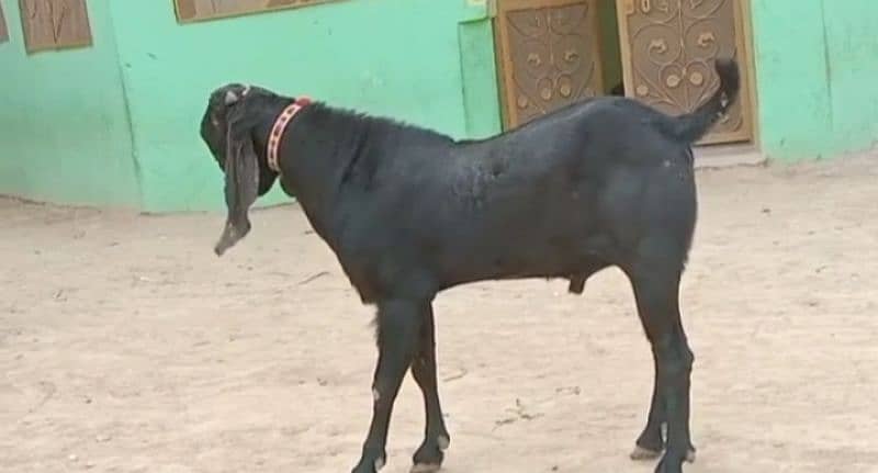 desi Bakri for sale 03704685463 0