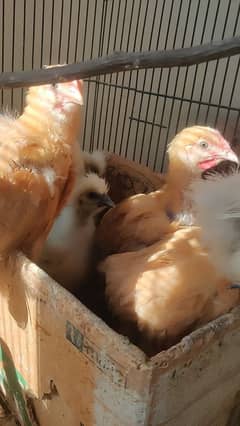 heavy buff Cochin silkie to fancy eggs chicks