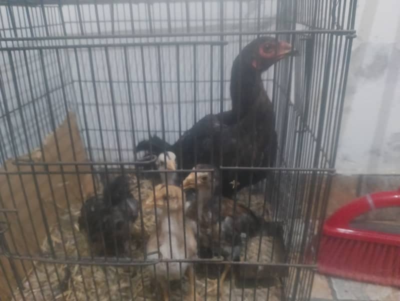 Aseel hen with 4 chicks 1