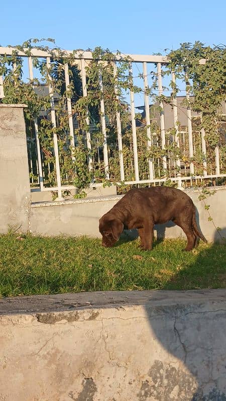 chocolate colour female labrador 0