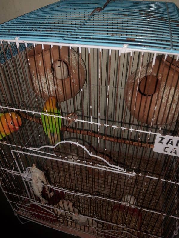 lovebirds 2 pair with cage 0