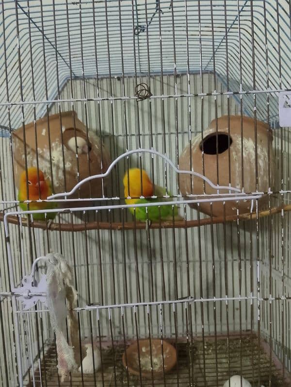 lovebirds 2 pair with cage 2