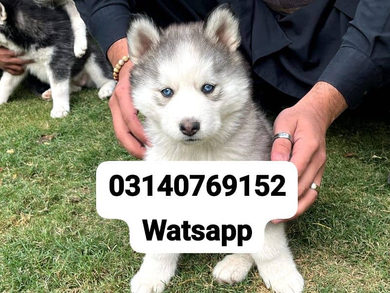 Siberian husky puppies for sale in urgent 0