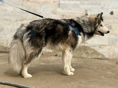 Alaskan malamute