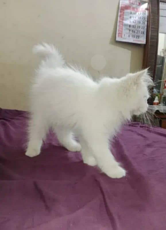 Persian cat My WhatsApp number 03304246398 for sale 0