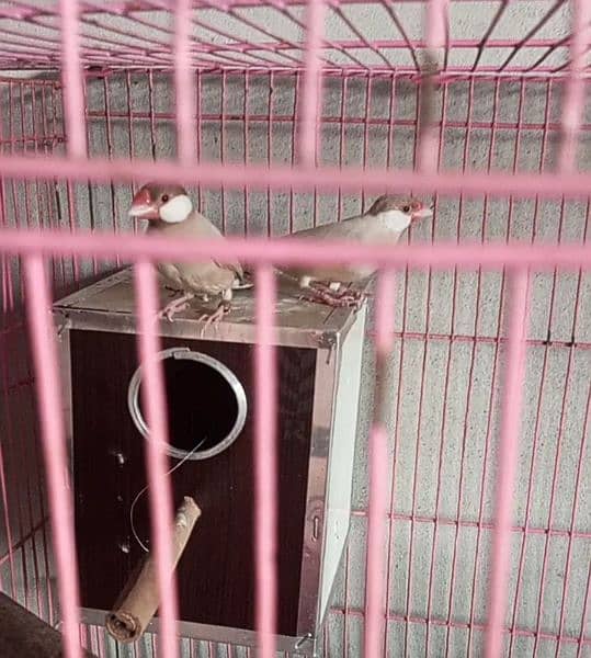 fawn java red eyes baredr pair available 1