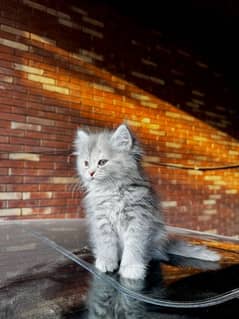 Persian cat for sale