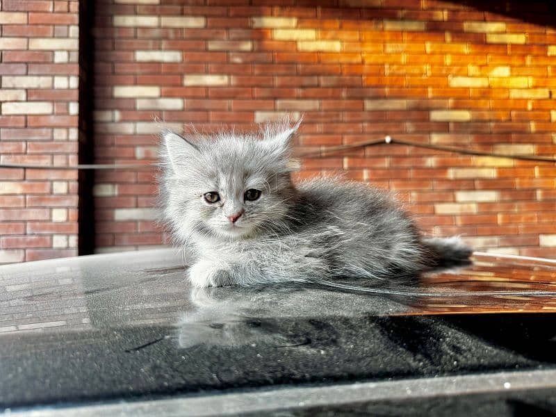 Persian cat for sale 1