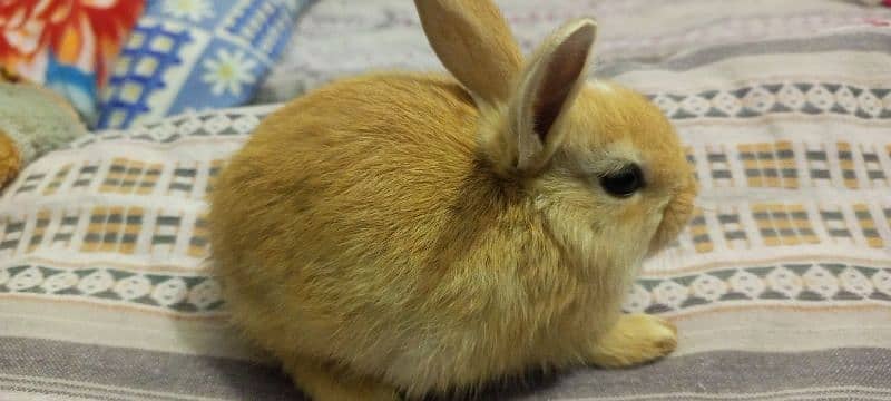 45 days old bunny 0