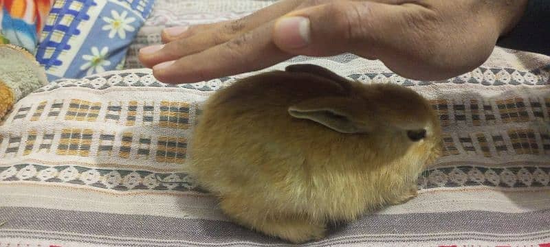 45 days old bunny 1