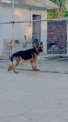 Full Healthy and active For urgent sale Long coat Dog