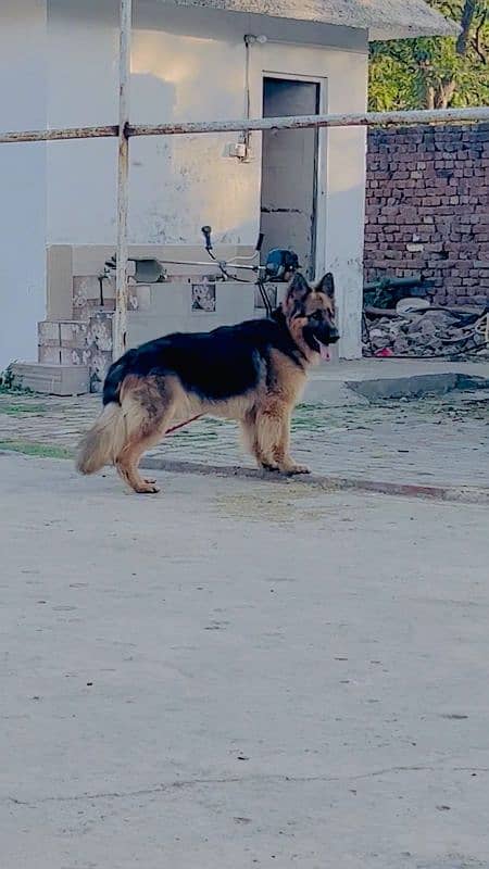 Full Healthy and active For urgent sale Long coat Dog 3