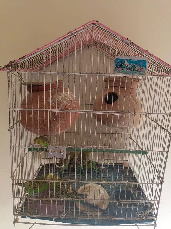 Australian parrots for sale 1