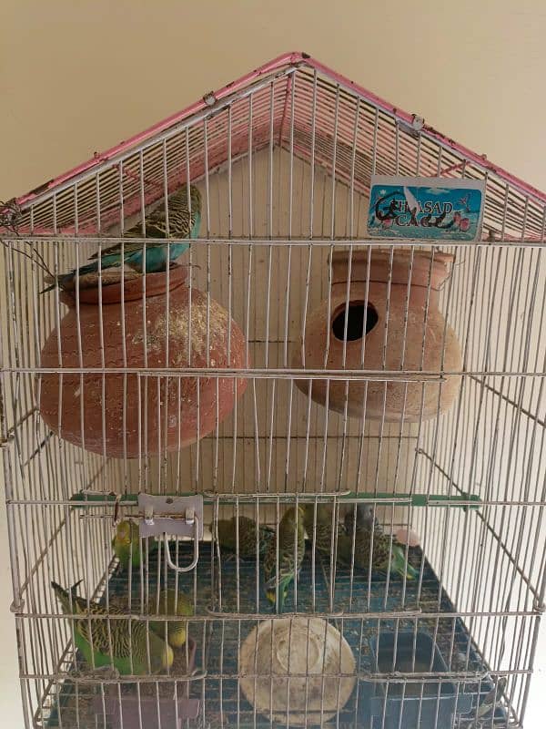 Australian parrots for sale 2