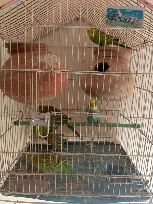 Australian parrots for sale 3