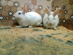 Angora Rabbit big size red eyes breeder pair