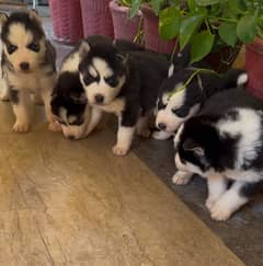 husky puppies