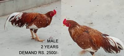 Aseel Hens Pair for Sale