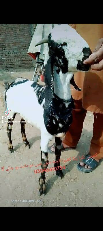 black bakra 42k shera bakra khassi by 45k black Dabba 2dant 0