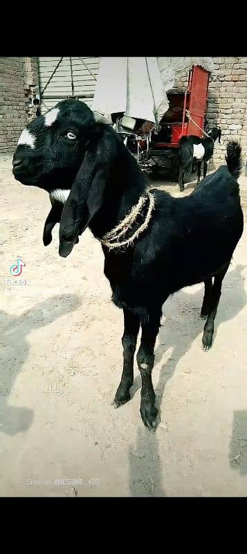 black bakra 42k shera bakra khassi by 45k black Dabba 2dant 1