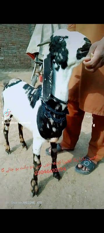 black bakra 42k shera bakra khassi by 45k black Dabba 2dant 2