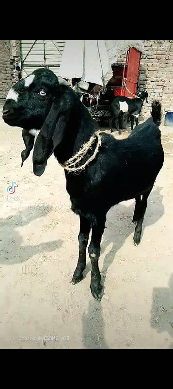 black bakra 42k shera bakra khassi by 45k black Dabba 2dant 3