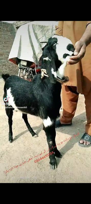 black bakra 42k shera bakra khassi by 45k black Dabba 2dant 4