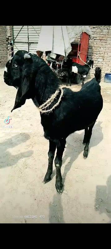 black bakra 42k shera bakra khassi by 45k black Dabba 2dant 5