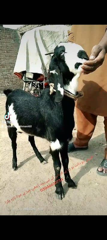 black bakra 42k shera bakra khassi by 45k black Dabba 2dant 6