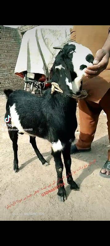 black bakra 42k shera bakra khassi by 45k black Dabba 2dant 7