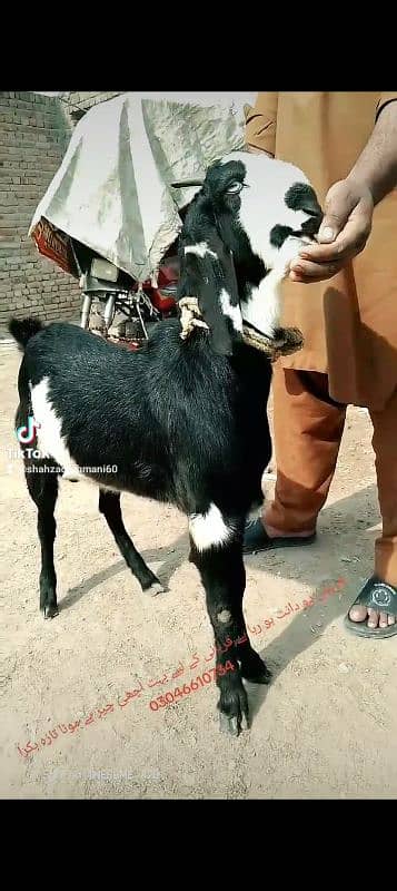 black bakra 42k shera bakra khassi by 45k black Dabba 2dant 8