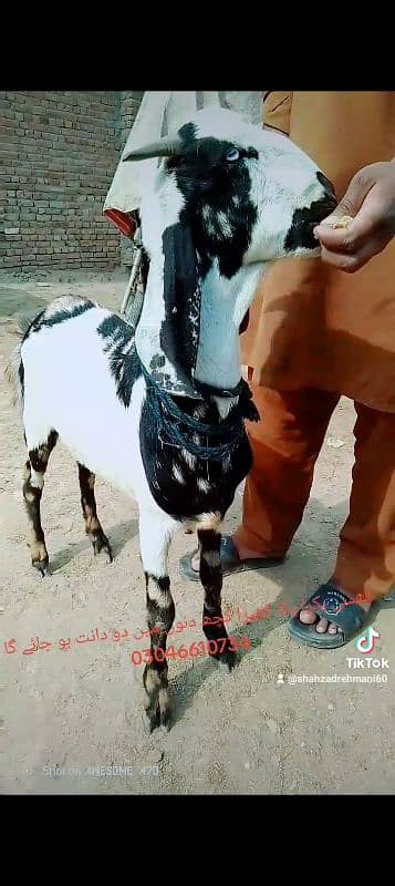 black bakra 42k shera bakra khassi by 45k black Dabba 2dant 9