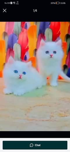 Persian kittens for sale My Whatsapp number 03487362876