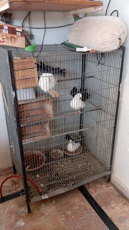 4 English Fantail Pegions for Sale (With Metal Cage) 5