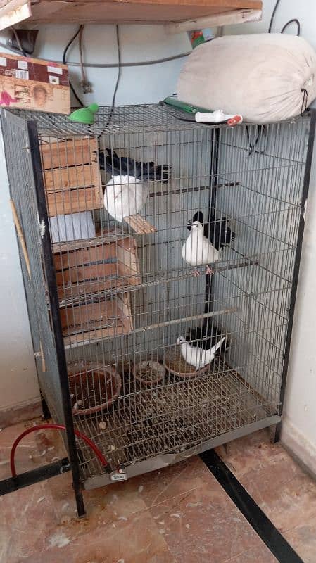 4 English Fantail Pegions for Sale (With Metal Cage) 6