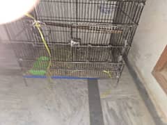 parblue opline female  cage for sale