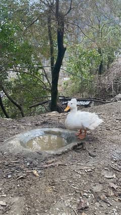 Crested Duck