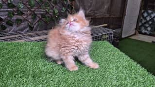 Ginger Fluffy Kitten