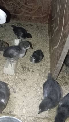 20 Days old pure Austrolorp and fayomi chicks for sale