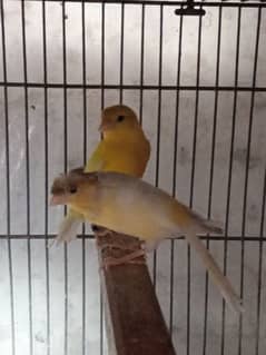 canary