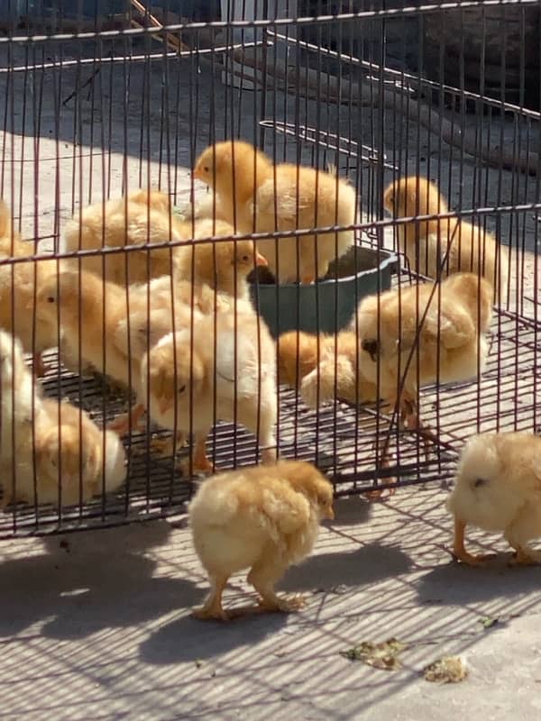 Golden buff heavy chicks looking for new shelter 0