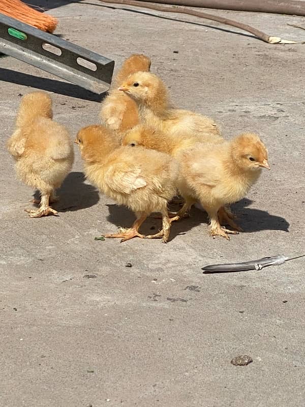 Golden buff heavy chicks looking for new shelter 2