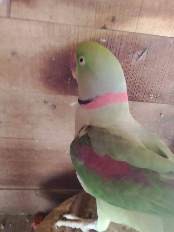 raw parrot healthy and active for sale 1